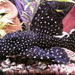 Galaxy Pleco