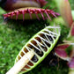 Venus Flytrap Bloodworm Feeding Kit + Other Carnivorous Plants
