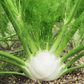 Preludio Fennel Seeds