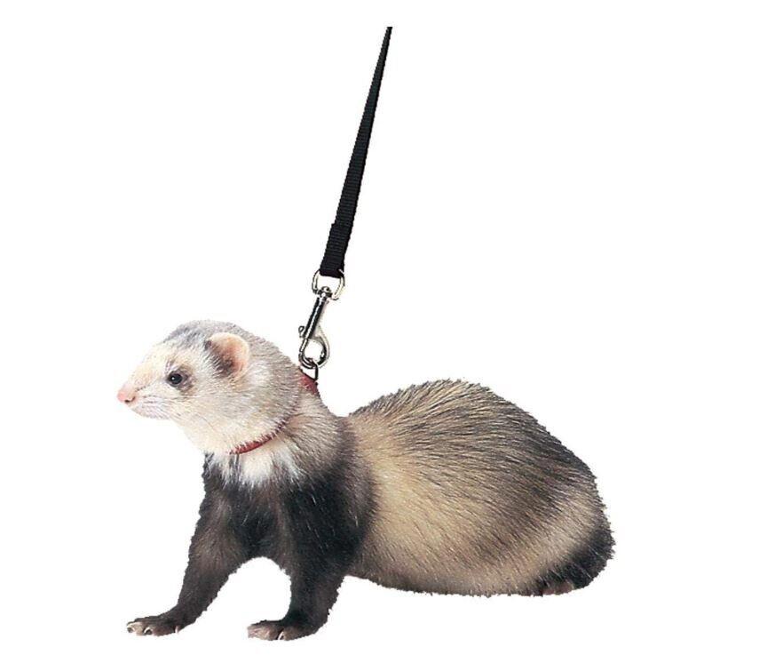 Marshall Pet Marshall Ferret Harness And Lead Combo ASST COLORS