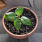 Ficus Altissima 'Lofty Fig' Seeds