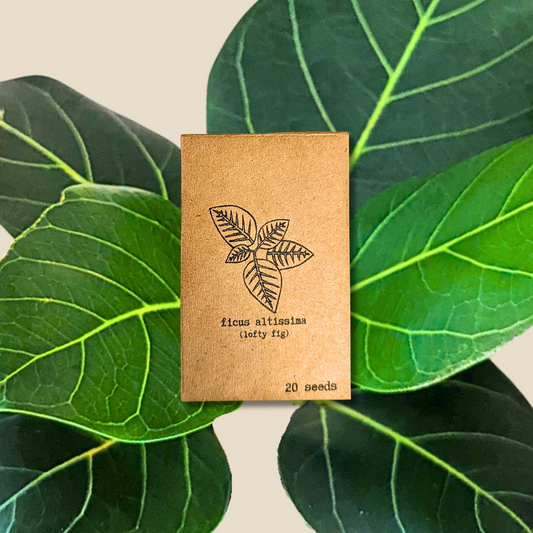 Ficus Altissima 'Lofty Fig' Seeds