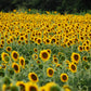 50 HOPI Black Dye SUNFLOWER Helianthus Annuus Flower Seeds