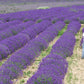 Lavender Live Plant Royal Velvet 3.5" Pot Herb Garden Aromatherapy