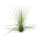 Tillandsia Filifolia Air Plants