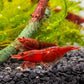 Red Cherry Shrimp