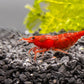 Red Cherry Shrimp
