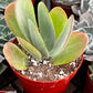 Flapjack Kalanchoe