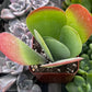 Flapjack Kalanchoe