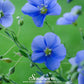 Blue Flax – 100 Seeds