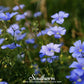 Blue Flax – 100 Seeds