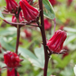 Florida Cranberry (Hibiscus sabdariffa)