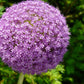20 STAR OF PERSIA ALLIUM Christophii Silvery Amethyst Purple Flower Seeds