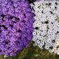 200 Purple Mix SWAN RIVER DAISY Brachyscome Iberidifolia Flower Seeds