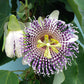 10 SWEET GRANADILLA Yellow Passionfruit Grenadia Sugar Fruit Passiflora Ligularis Huge Purple & White Flower Yellow Orange Fruit Vine Seeds