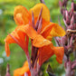 5 MIXED CANNA LILY Generalis Mix Colors Red Yellow Hummingbird Flower Seeds