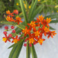 Milkweed Starter Plant in a 4 inch pot from our Butterfly Garden! The bees love them too! It's a perennial and will come back each year!