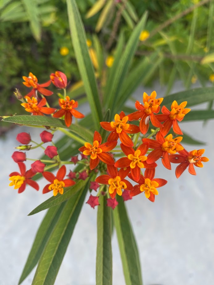 Milkweed Starter Plant in a 4 inch pot from our Butterfly Garden! The bees love them too! It's a perennial and will come back each year!