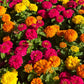250 Mixed Colors ZINNIA ELEGANS Flower Seeds