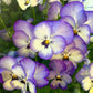 50 Light JOHNNY JUMP UP Viola Tricolor Violet Flower Seeds