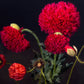 100 Giant Double RED PEONY POPPY Papaver Peoniflorum Flower Seeds