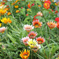30 Mixed Colors GAZANIA Rigens Treasure Flower Seeds