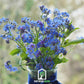 Forget Me Not – 100 Seeds