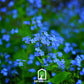 Forget Me Not – 100 Seeds