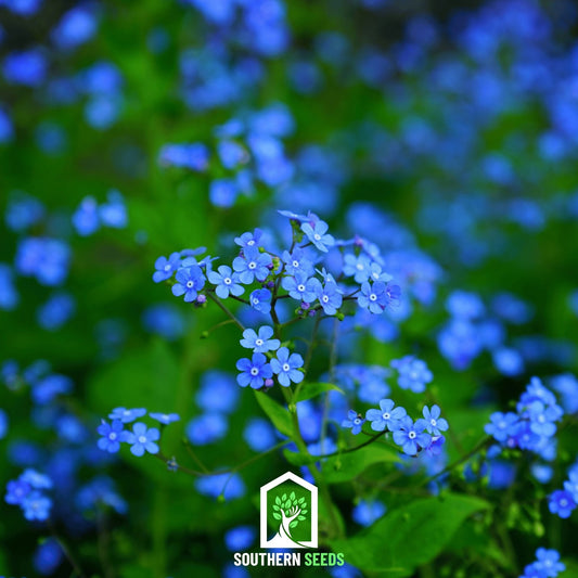 Forget Me Not – 100 Seeds