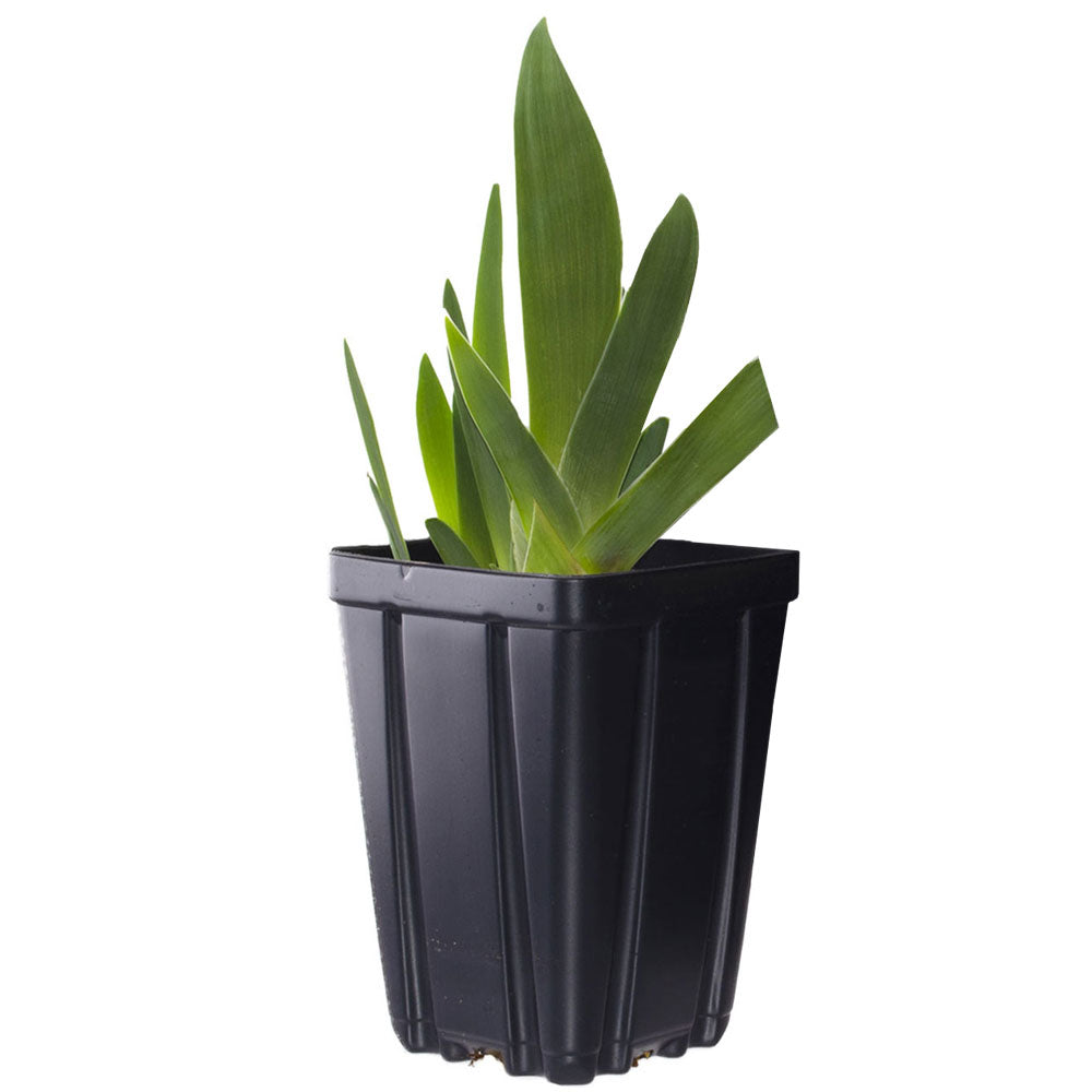 quart plant pot Stargazer Perennials All Night Long Bearded Iris Plant Potted | Fragrant Deep Purple Black Flowers