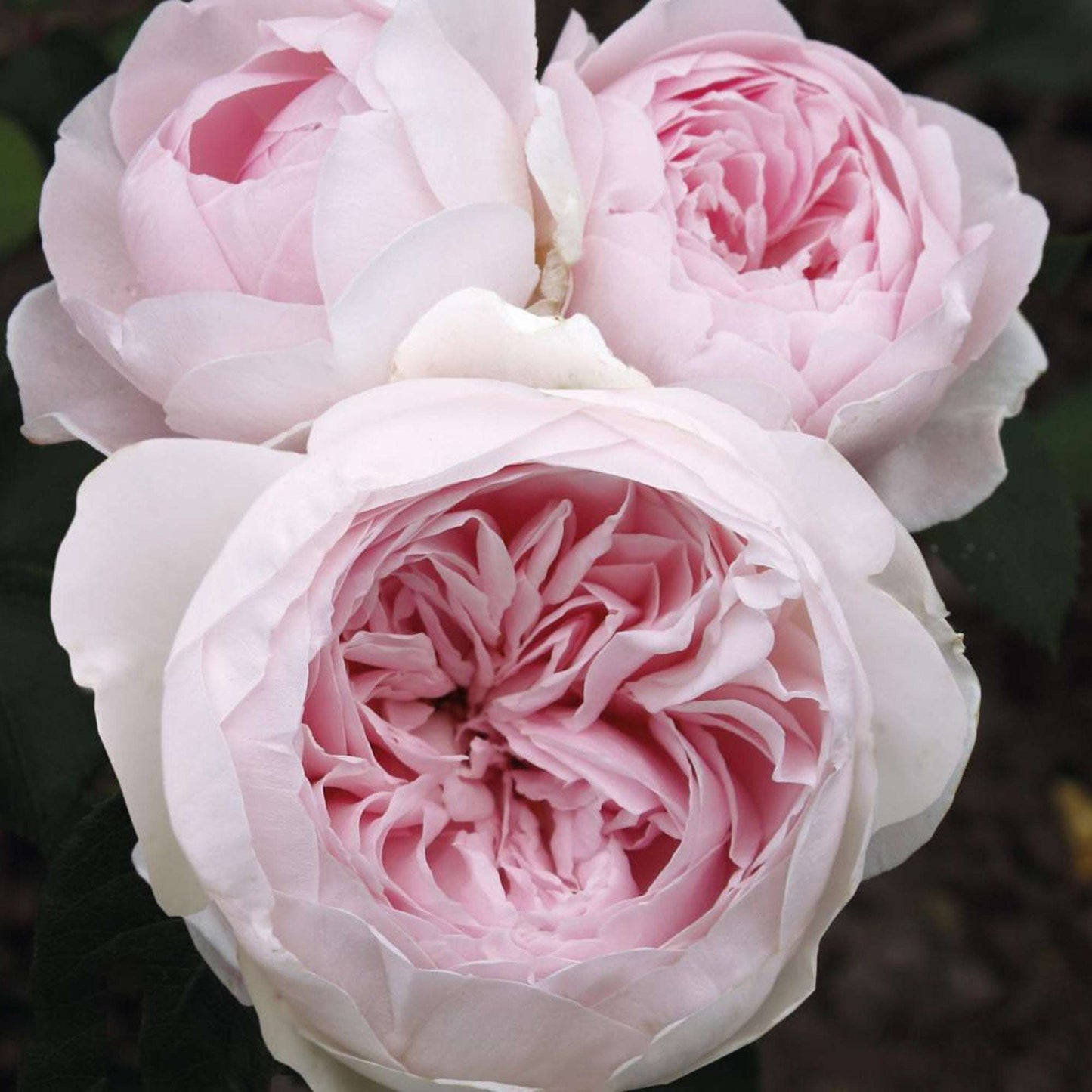 Earth Angel Parfuma Rose Plant 1.5 Gallon Pot