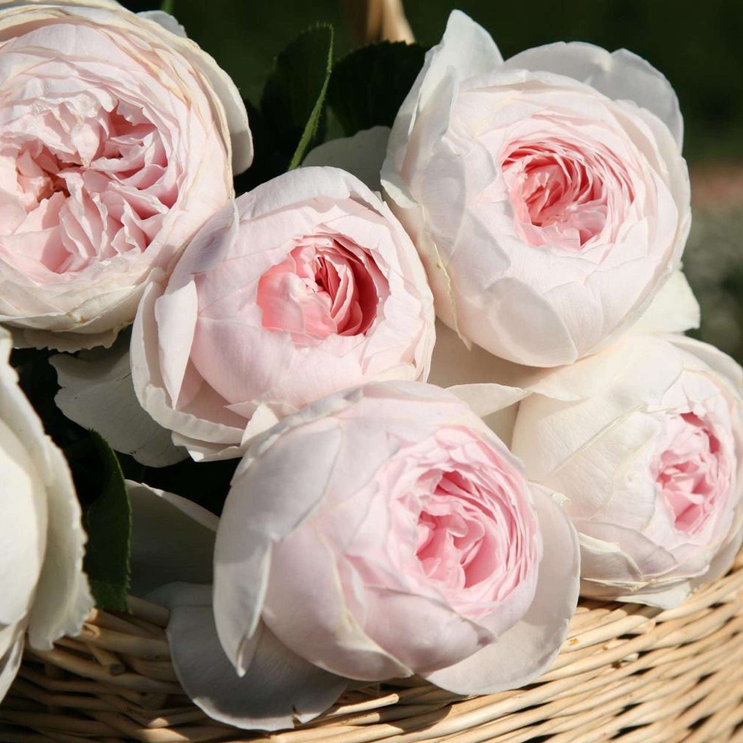 Earth Angel Parfuma Rose Plant 1.5 Gallon Pot