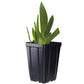 Swingtown Fragrant Bearded Iris Quart Container