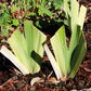 Another Chapter Fragrant Bi-Color Iris Quart Container