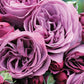 Plum Perfect Rose 1.5 Gallon Pot Fragrant Purple Rose Plant