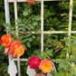 Joseph's Coat Rose 1.5 Gallon Potted Climbing Rose