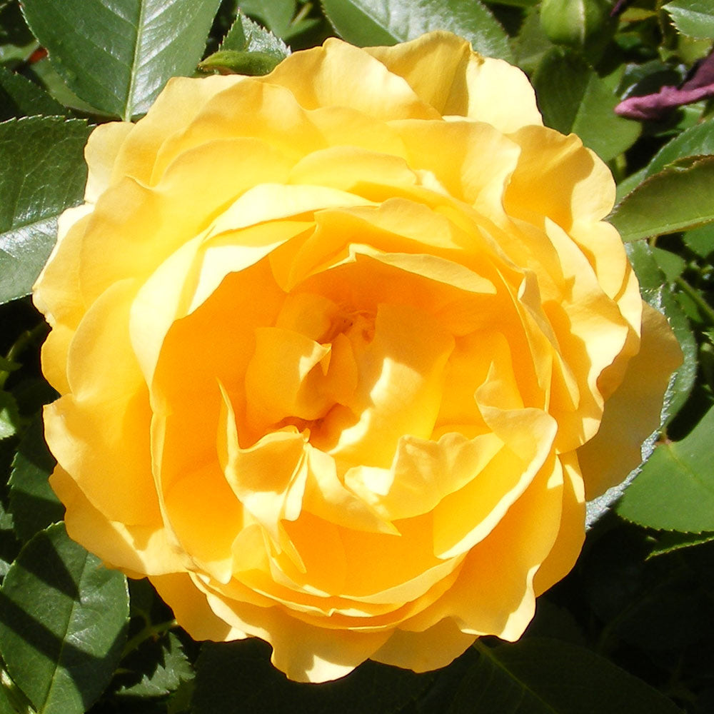 Julia Child Rose Plant 1.5 Gallon Container Fresh Garden Living