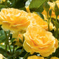 Julia Child Rose Plant 1.5 Gallon Container Fresh Garden Living
