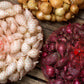 Mixed Red White And Yellow Onion Sets 50-60 Bulbs Non-GMO