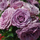 Arborose Quicksilver Purple Climbing Rose 1.5 Gallon Pot