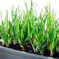 White Onion Sets 8 Oz. Non-GMO White Ebenezer Variety