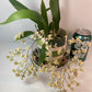 Compact Oncidium Twinkle Orchid Fragrance Fantasy I not in bloom | 20% OFF