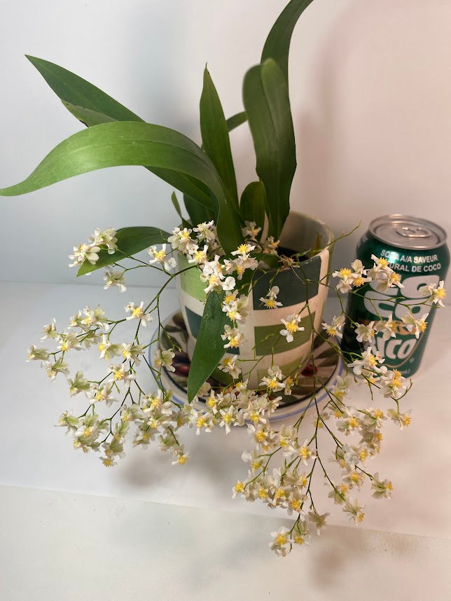 Compact Oncidium Twinkle Orchid Fragrance Fantasy I not in bloom | 20% OFF