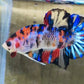 Galaxy Koi Betta
