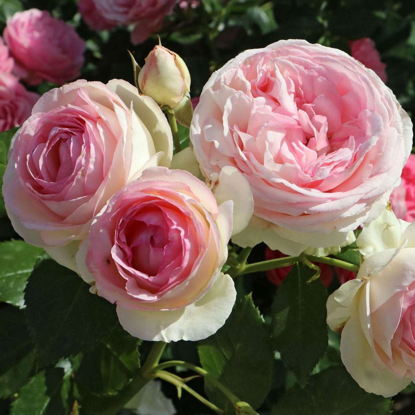 Eden Climbing Rose 1.5 Gallon Fresh Garden Living