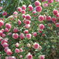Eden Climbing Rose 1.5 Gallon Fresh Garden Living