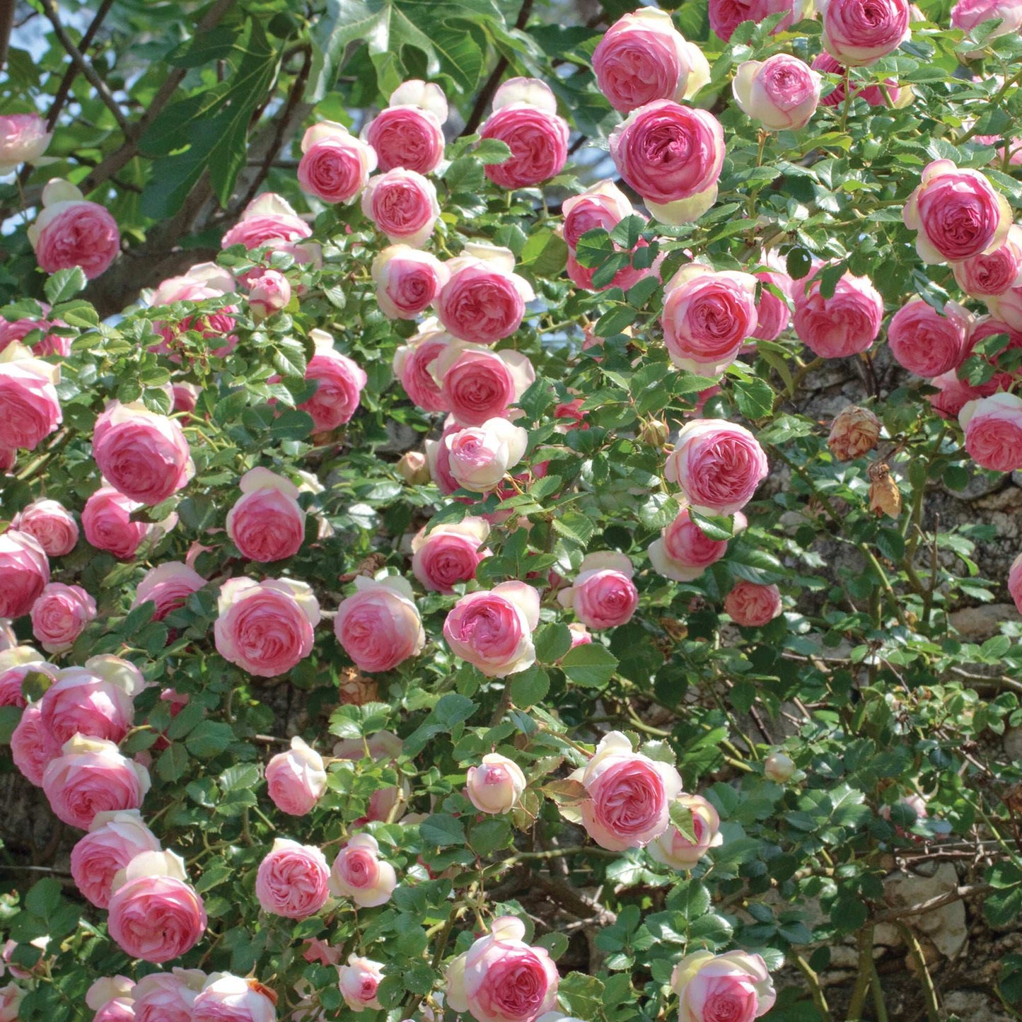 Eden Climbing Rose 1.5 Gallon Fresh Garden Living