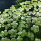 Giant Duck Weed "Spirodela Polyrhiza"