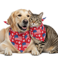 Piccardmeds4pets Piña Colada Aloe Oatmeal Pet Shampoo 16oz + Free Bandana!