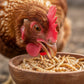 Mealworms To Go Dried Mealworms Natural Protein Chickens Wild Birds 11lbs. Bag